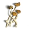 buy aztec gods mushrooms