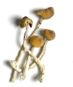 buy aztec gods mushrooms