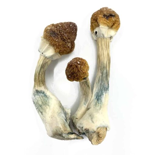 Buy Golden Mammoth Magic Mushroom