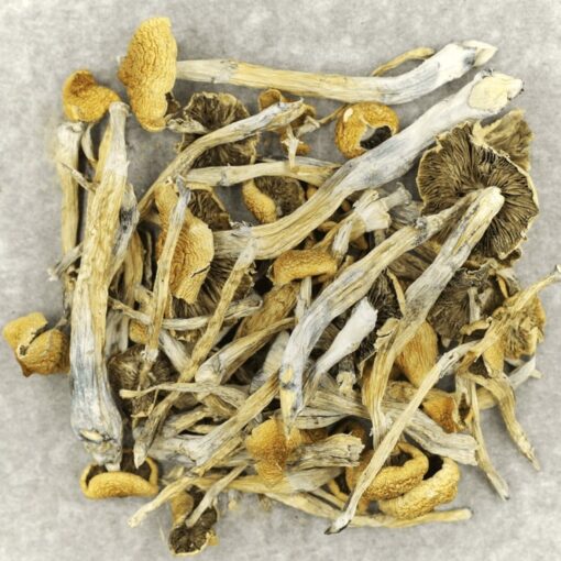 BUY TRINITY MAGIC MUSHROOM