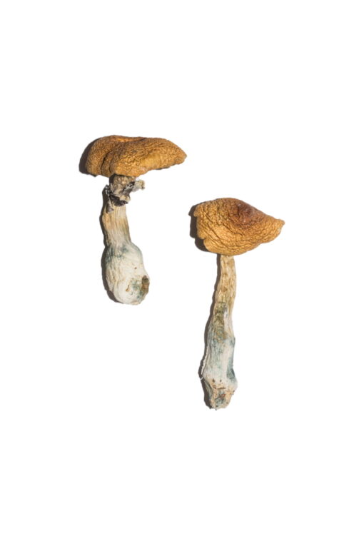 Buy PE 6 Magic Mushrooms